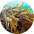 ラミナリア海藻エキス